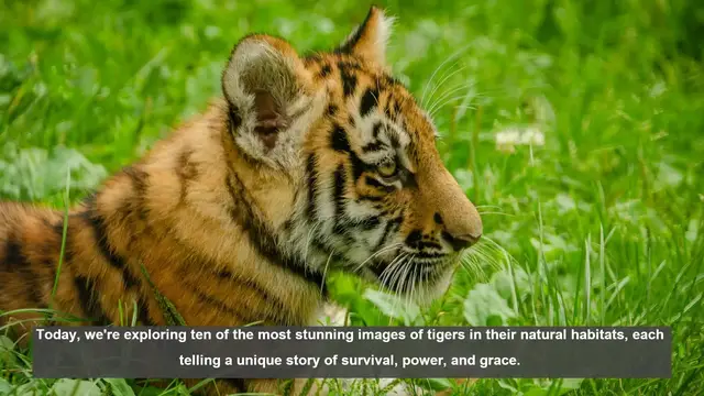 Video thumbnail for 10 Spectacular Tiger Photos: From Siberia to Sundarbans