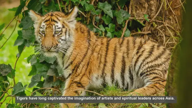 Video thumbnail for 10 Iconic Tiger Artifacts in Japanese Temples