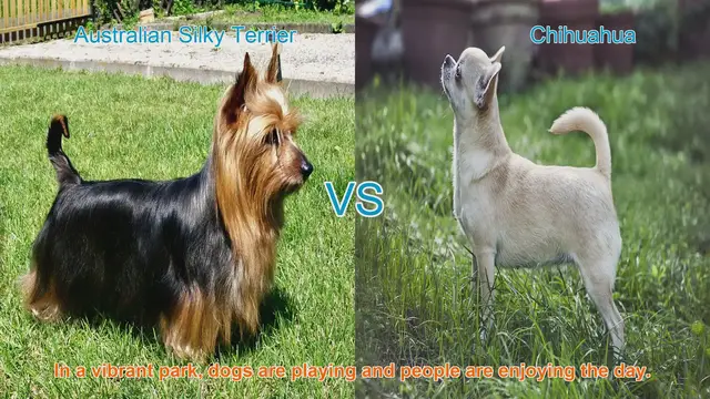 Video thumbnail for Australian Silky Terrier vs. Chihuahua: A Breed Comparison