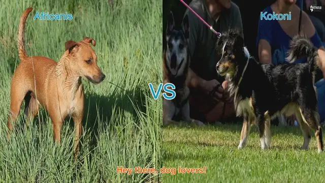 Video thumbnail for Africanis vs. Kokoni: A Comparison of Two Unique Dog Breeds