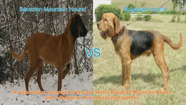 Video thumbnail for Bavarian Mountain Hound vs. Bulgarian Hound: A Breed Comparison