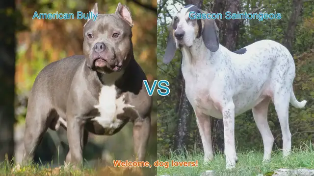 Video thumbnail for American Bully vs. Gascon Saintongeois: A Comprehensive Breed Comparison