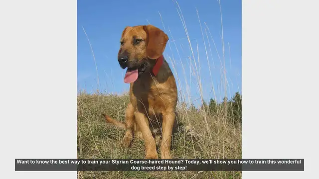 Video thumbnail for How to Train Your Styrian Coarse-haired Hound: Step-by-Step Guide