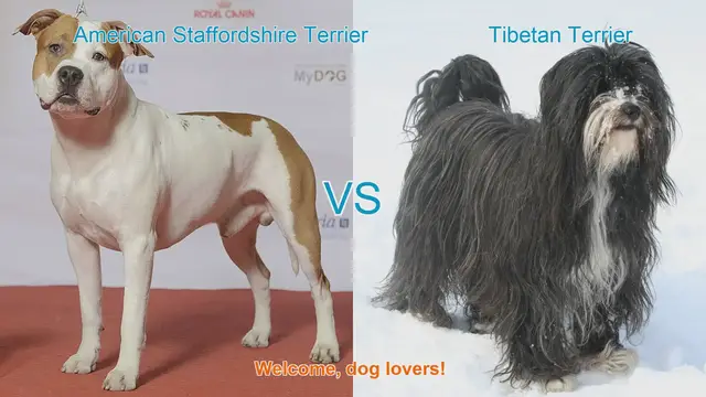 Video thumbnail for American Staffordshire Terrier vs. Tibetan Terrier: A Comparison of Two Unique Dog Breeds
