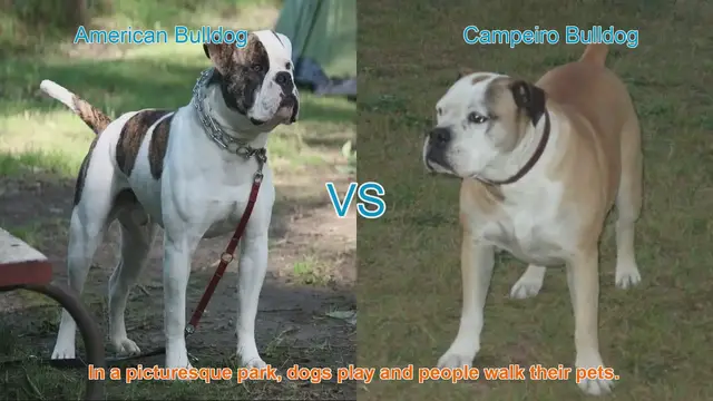 Video thumbnail for American Bulldog vs. Campeiro Bulldog: A Comparison of Two Bulldog Breeds