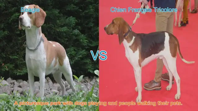 Video thumbnail for Beagle vs. Chien Français Tricolore: A Comprehensive Comparison