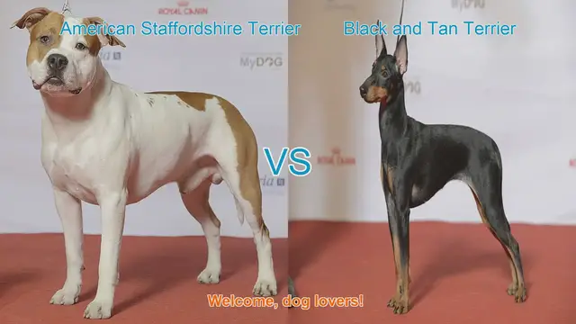 Video thumbnail for American Staffordshire Terrier vs. Black and Tan Terrier: A Comprehensive Comparison
