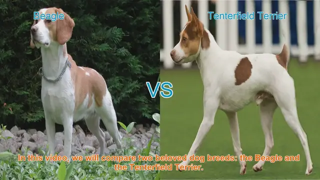 Video thumbnail for Beagle vs. Tenterfield Terrier: A Comparison of Beloved Dog Breeds