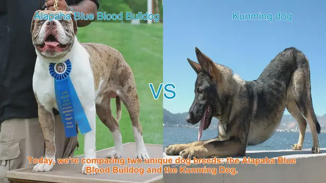 Video thumbnail for Alapaha Blue Blood Bulldog VS Kunming dog
