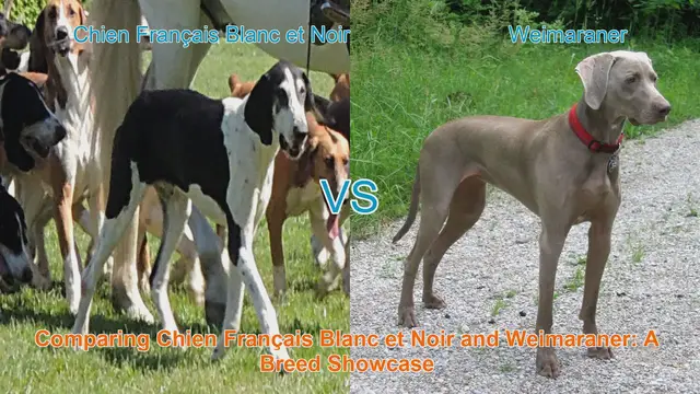 Video thumbnail for Comparing Chien Français Blanc et Noir and Weimaraner: A Breed Showcase