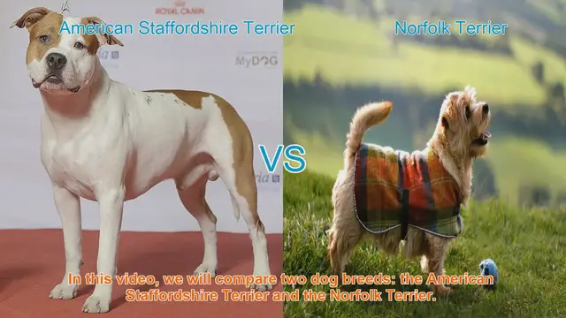 Video thumbnail for American Staffordshire Terrier vs. Norfolk Terrier: A Breed Comparison