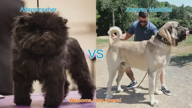 Video thumbnail for Affenpinscher vs. Aksaray Malaklisi: A Comparison of Unique Dog Breeds