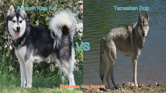 Video thumbnail for Alaskan Klee Kai VS Tamaskan Dog