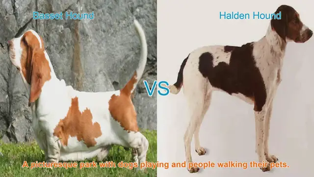 Video thumbnail for Basset Hound vs. Halden Hound: A Comparative Guide