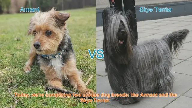 Video thumbnail for Armant vs. Skye Terrier: A Comprehensive Comparison