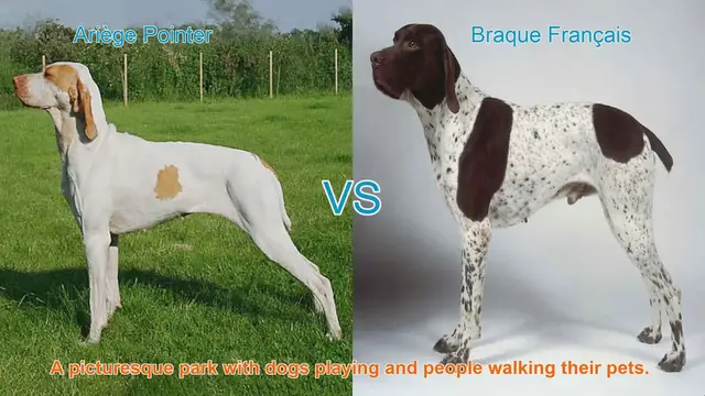 Video thumbnail for Ariège Pointer vs. Braque Français: A Comparative Guide