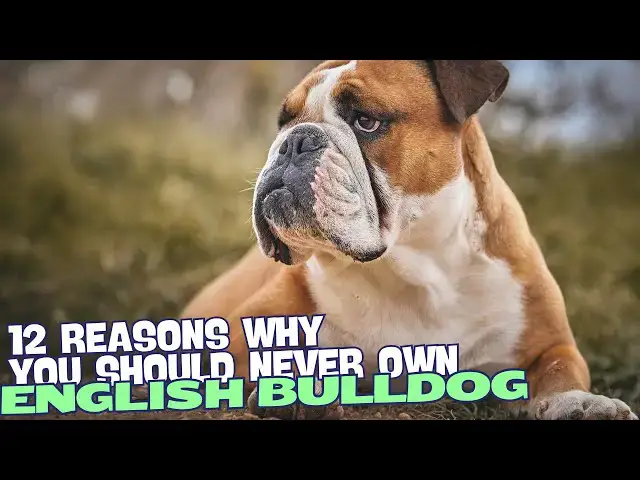 Video thumbnail for 12 Reasons Why You Should Never Own an English Bulldog ?