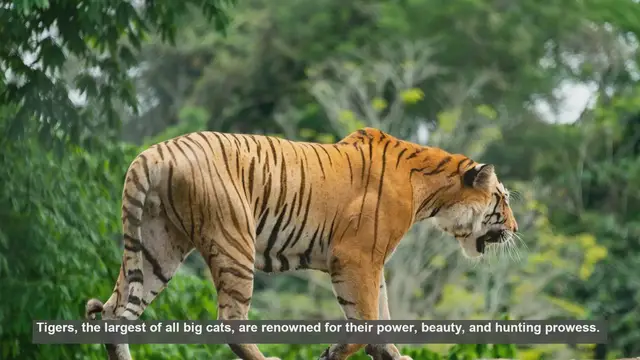 Video thumbnail for 10 Reasons Why Tigers Excel at Ambush Hunting