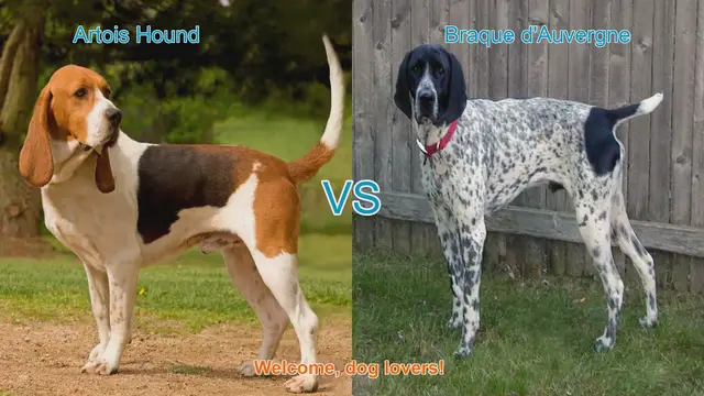 Video thumbnail for Artois Hound vs. Braque Saint-Germain: A Detailed Comparison