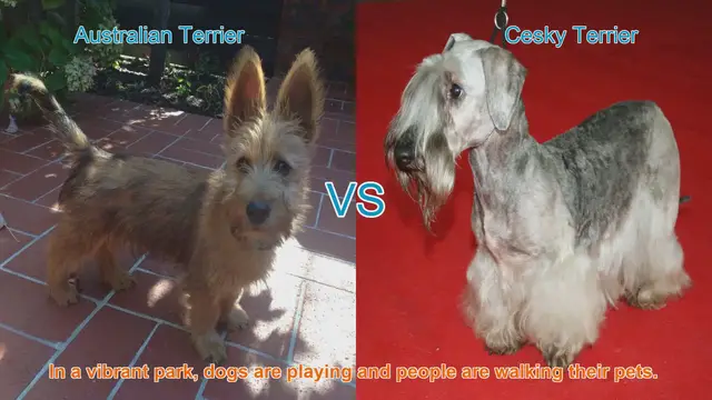 Video thumbnail for Australian Terrier vs. Cesky Terrier: A Breed Comparison