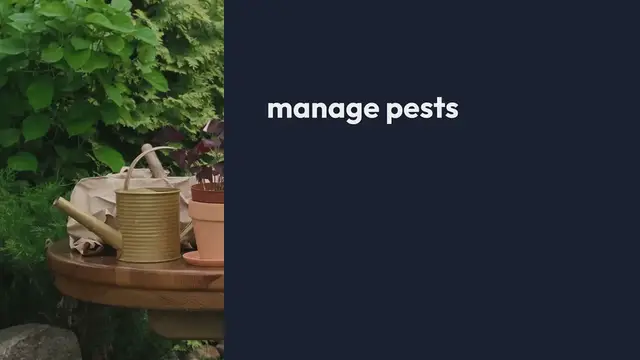 Video thumbnail for Pest Control Strategies for Patio Gardens