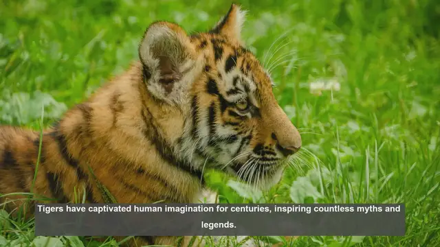 Video thumbnail for 10 Tiger Myths Debunked: Separating Fact from Fiction