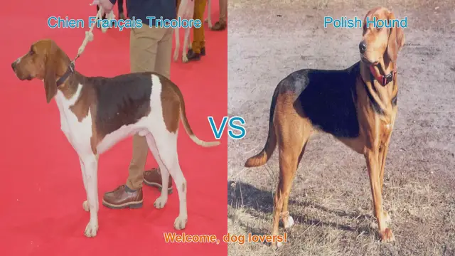 Video thumbnail for Chien Français Tricolore vs. Polish Hound: A Comparative Guide