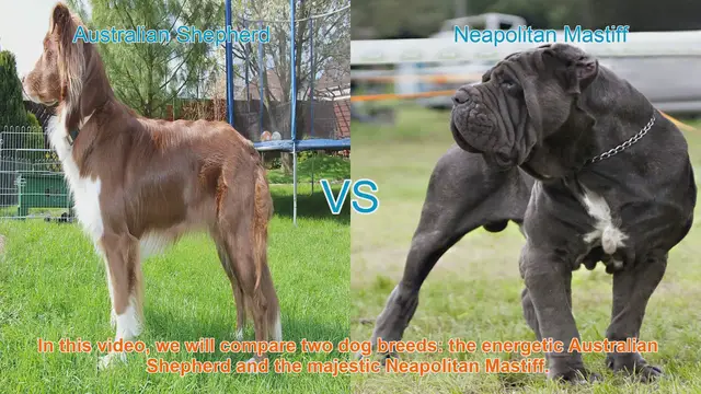 Video thumbnail for Australian Shepherd vs. Neapolitan Mastiff: A Breed Comparison