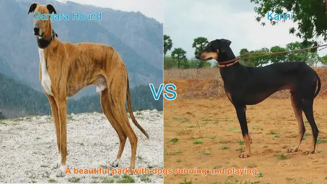 Video thumbnail for Elegant Long-Legged Dog Breeds: Banjara Hound vs. Kanni