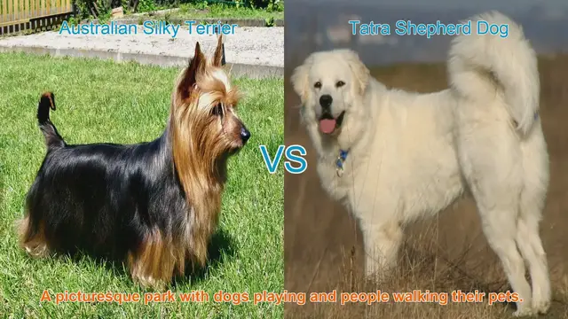 Video thumbnail for Exploring the Australian Silky Terrier and Tatra Shepherd Dog: Origins, Characteristics, and Care