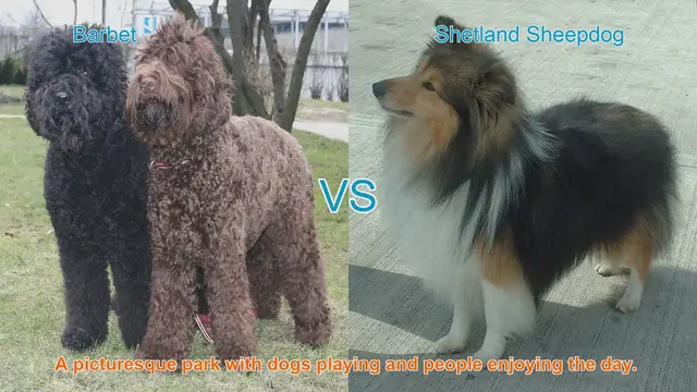 Video thumbnail for Barbet vs. Shetland Sheepdog: A Comparison of Long-Haired Dog Breeds