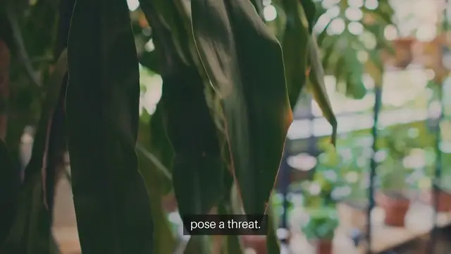 Video thumbnail for Tips for Overwintering Patio Plants