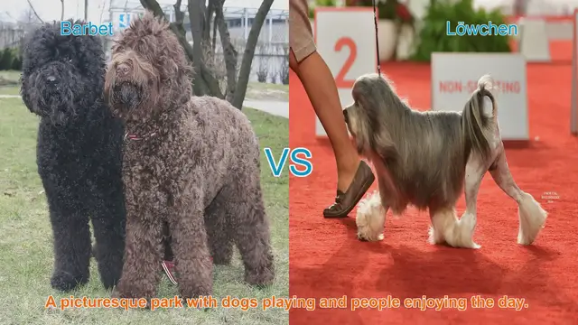 Video thumbnail for Barbet vs. Löwchen: A Comparison of Two Charming Long-Haired Dog Breeds