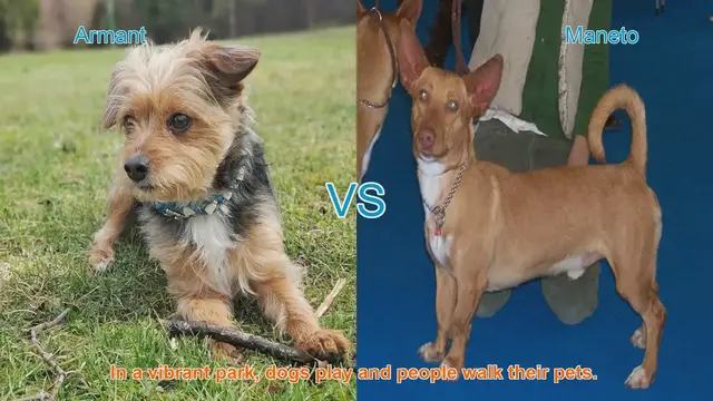 Video thumbnail for Armant vs. Maneto: A Comparison of Unique Dog Breeds