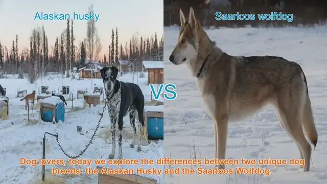 Video thumbnail for Alaskan Husky vs. Saarloos Wolfdog: A Breed Comparison