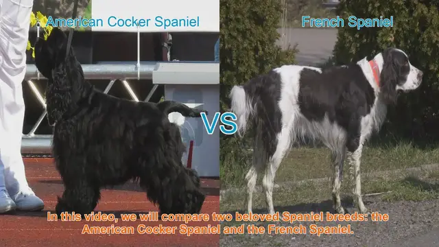 Video thumbnail for American Cocker Spaniel vs. French Spaniel: A Breed Comparison