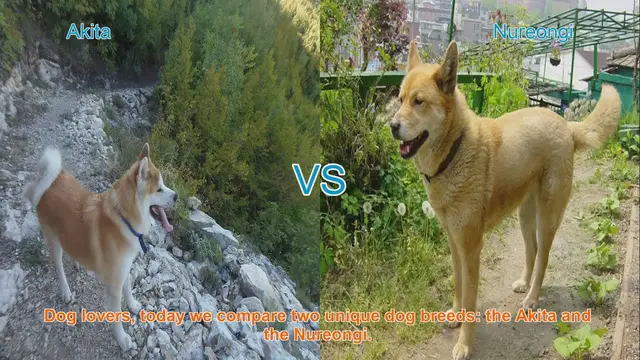 Video thumbnail for Akita VS Nureongi