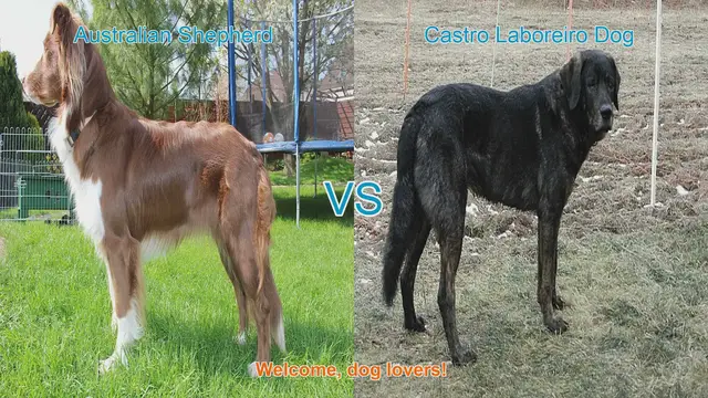 Video thumbnail for Australian Shepherd VS Castro Laboreiro Dog