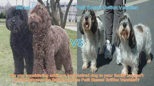 Video thumbnail for Barbet vs. Petit Basset Griffon Vendéen: A Detailed Breed Comparison