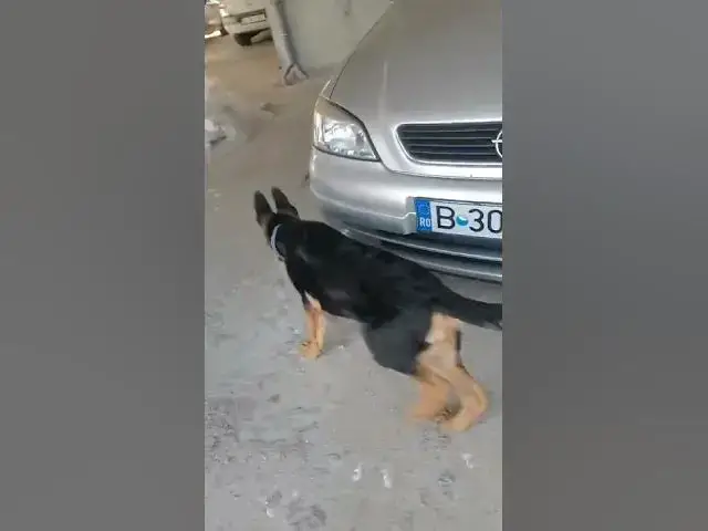 Video thumbnail for #dog #happydog #germanshepherd #happy #gsdpuppy #gsd #puppy