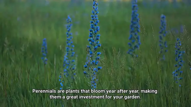 Video thumbnail for Perennials That Bloom All Summer