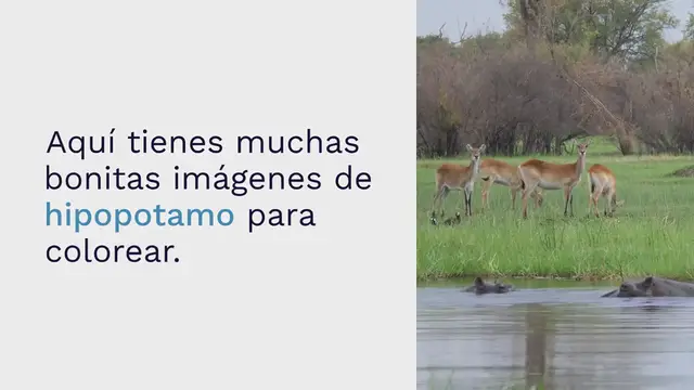 Video thumbnail for Hipopotamo para colorear