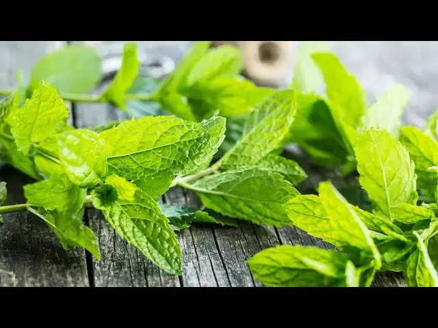 Video thumbnail for The Health Benefits of Mint and How to Use It Every Day