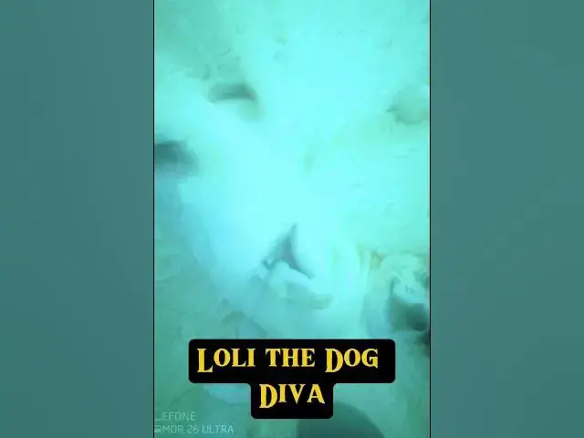 Video thumbnail for loli dog diva