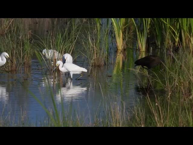 Video thumbnail for Wet Birds