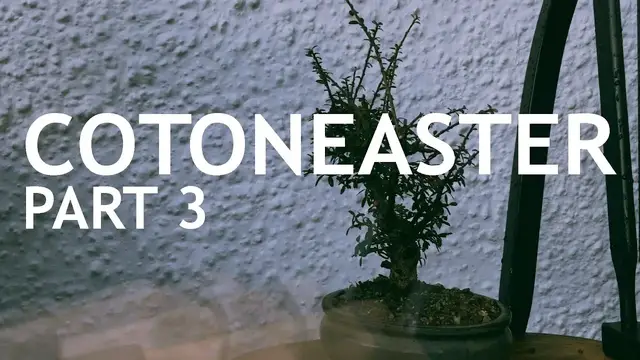 'Video thumbnail for Cotoneaster Bonsai, 3'