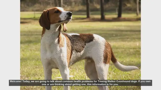 Video thumbnail for Common Health Problems in Treeing Walker Coonhounds
