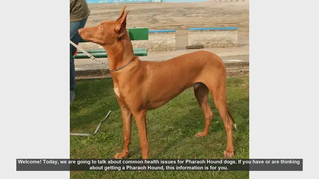 Video thumbnail for Common Health Issues in Pharaoh Hound Dogs: What You Need to Know