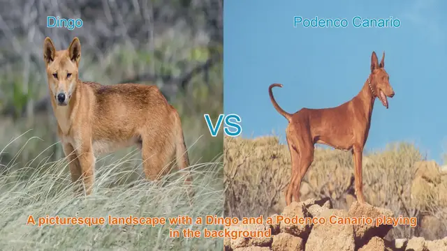 Video thumbnail for Dingo vs. Podenco Canario: A Comparative Guide