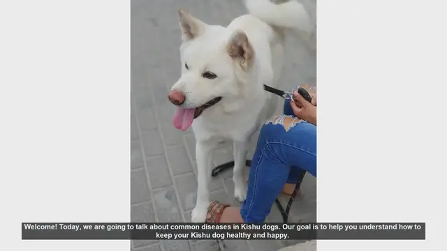 Video thumbnail for Common Health Issues in Kishu Dogs: Tips for a Happy and Healthy Pet